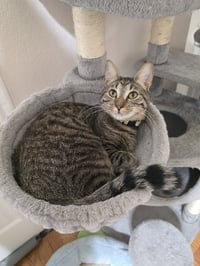 Juno - Photo 3