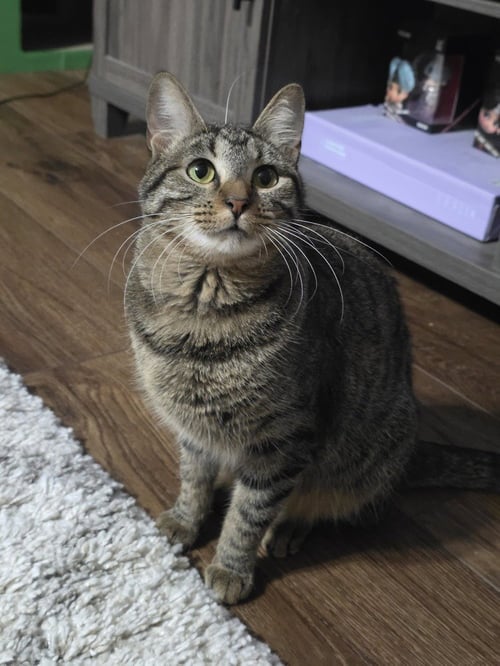 JUNO - Domestic Short Hair / Domestic Short Hair available for adoption