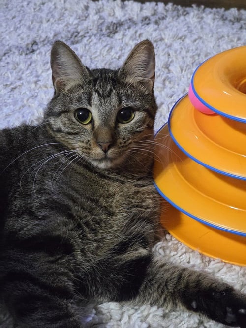 JUNO - Domestic Short Hair / Domestic Short Hair available for adoption