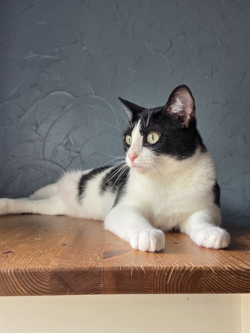APPLE PIE - Domestic Short Hair / Domestic Short Hair available for adoption