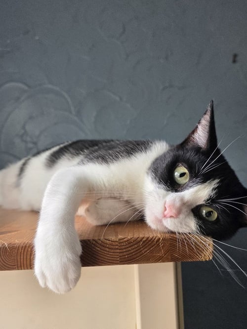 APPLE PIE - Domestic Short Hair / Domestic Short Hair available for adoption