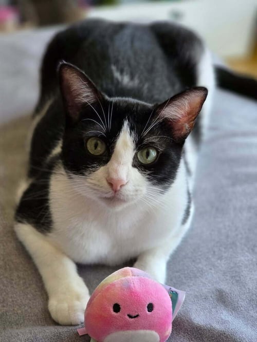 APPLE PIE - Domestic Short Hair / Domestic Short Hair available for adoption