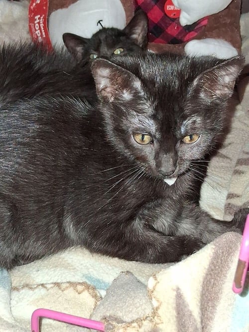 FUJI - Domestic Short Hair / Domestic Short Hair available for adoption