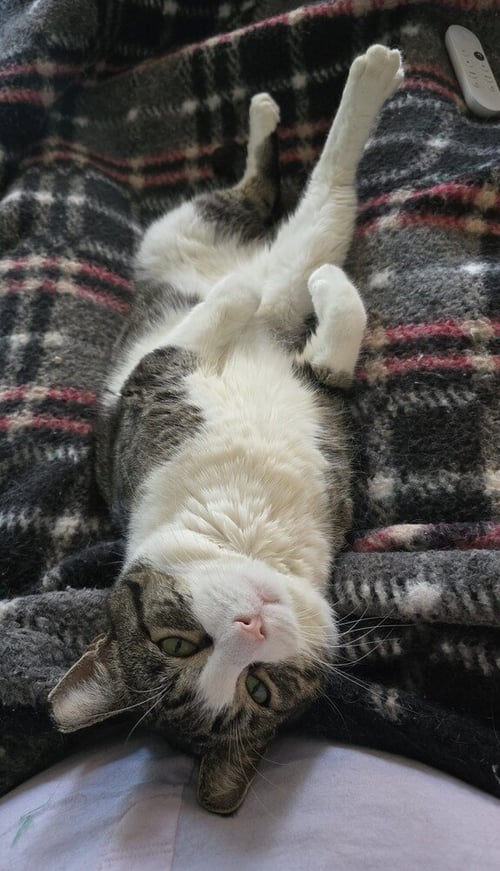 TRUCK - Domestic Short Hair / Domestic Short Hair available for adoption