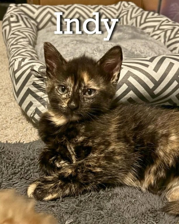 Indy Image