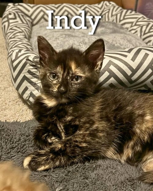 INDY - Domestic Short Hair / Domestic Short Hair available for adoption