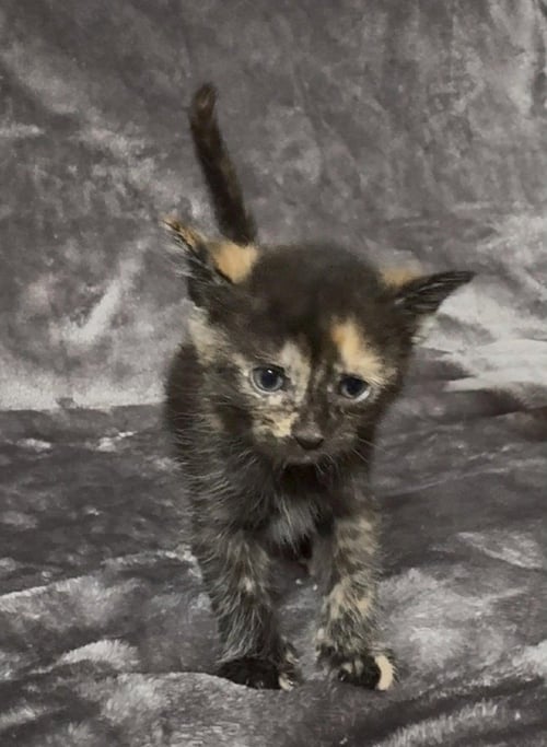 INDY - Domestic Short Hair / Domestic Short Hair available for adoption
