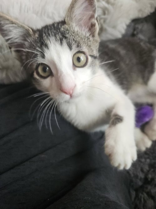 ROSCOE - Domestic Short Hair / Domestic Short Hair available for adoption
