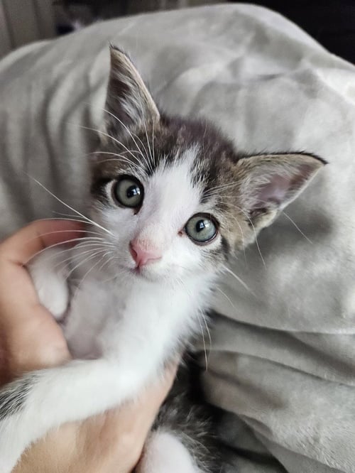 ROSCOE - Domestic Short Hair / Domestic Short Hair available for adoption