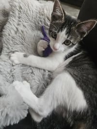Roscoe - Photo 3