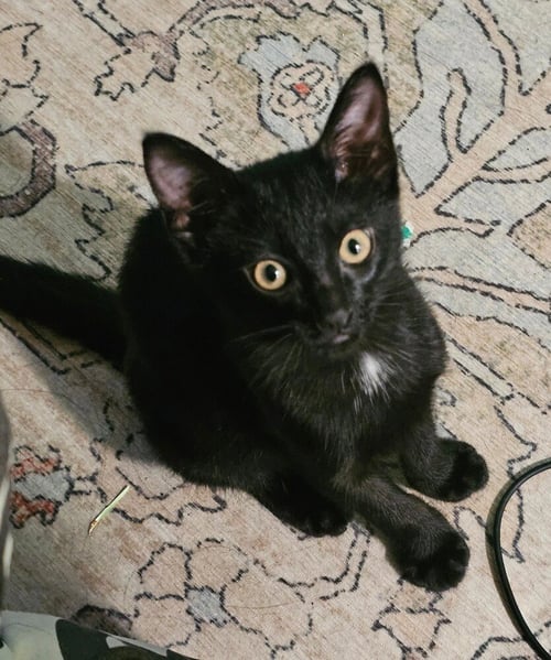 EMBERLY SUITS - Domestic Short Hair / Domestic Short Hair available for adoption