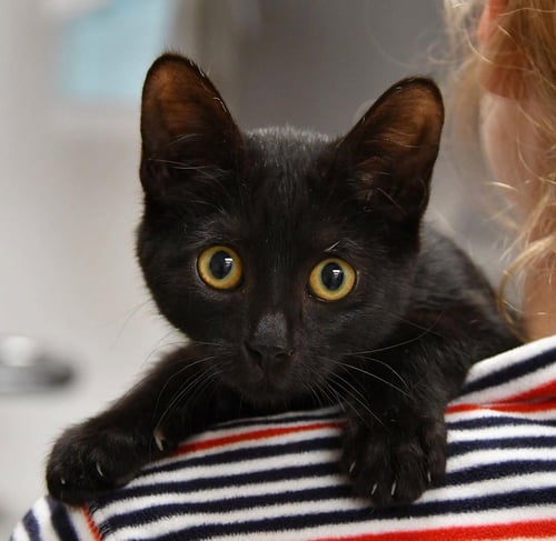 EMBERLY SUITS - Domestic Short Hair / Domestic Short Hair available for adoption