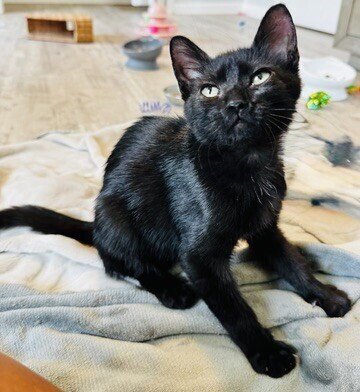 SQUASH - Domestic Short Hair / Domestic Short Hair available for adoption