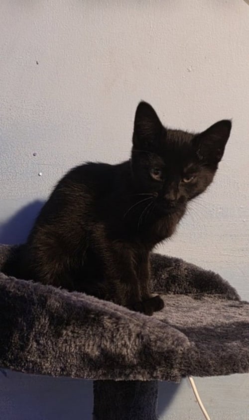 MOONLIGHT - Domestic Short Hair / Domestic Short Hair available for adoption