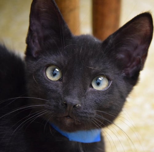 MOONLIGHT - Domestic Short Hair / Domestic Short Hair available for adoption