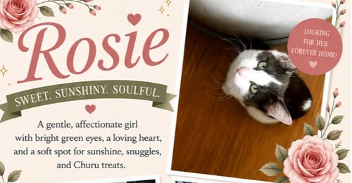 ROSIE POSIE - Domestic Short Hair / Domestic Short Hair available for adoption