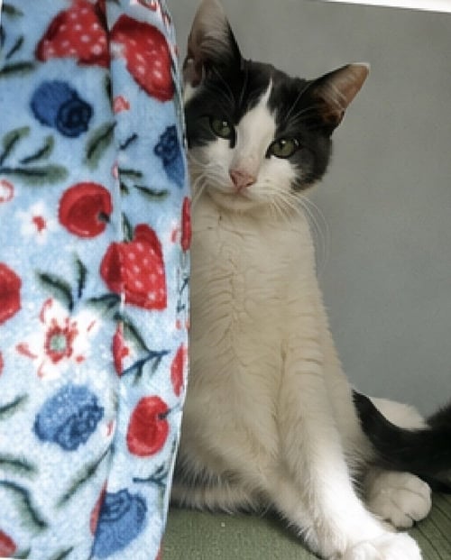 ROSIE POSIE - Domestic Short Hair / Domestic Short Hair available for adoption