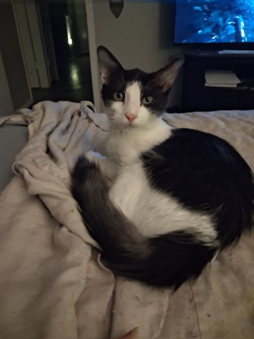 SAM I AM - Domestic Medium Hair / Domestic Medium Hair available for adoption