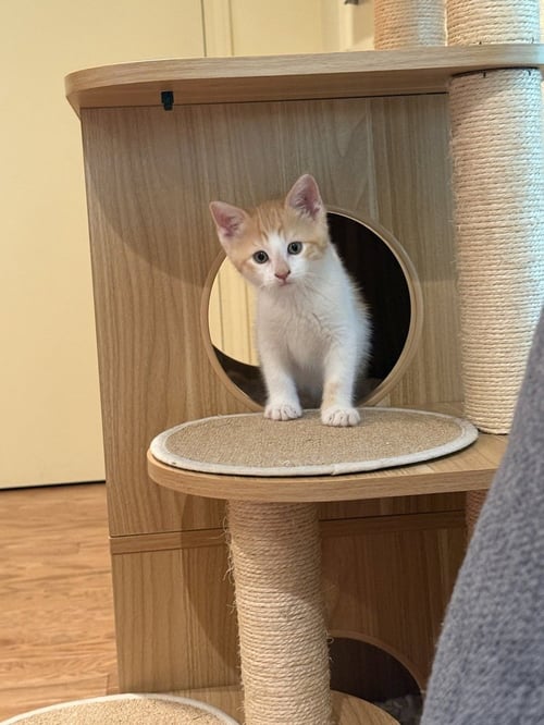 BENEDICT - Domestic Short Hair / Domestic Short Hair available for adoption