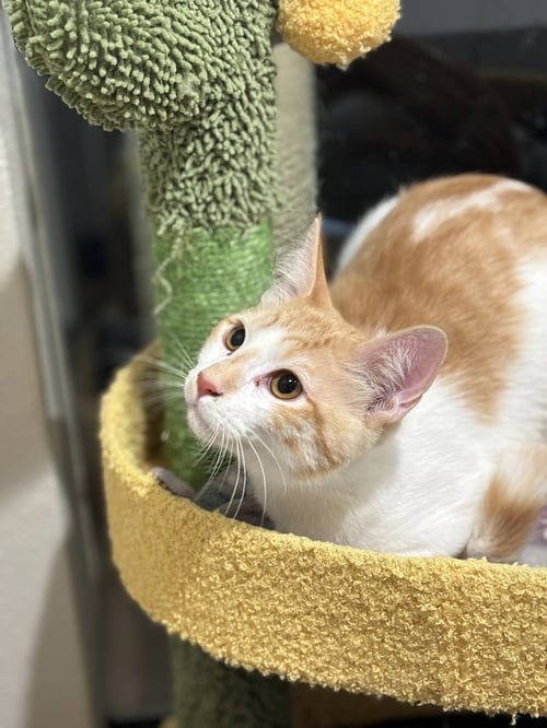 BENEDICT - Domestic Short Hair / Domestic Short Hair available for adoption