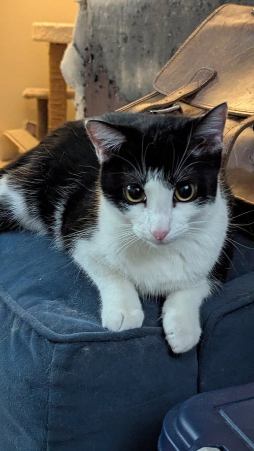 SOPHIE W - Domestic Short Hair / Domestic Short Hair available for adoption