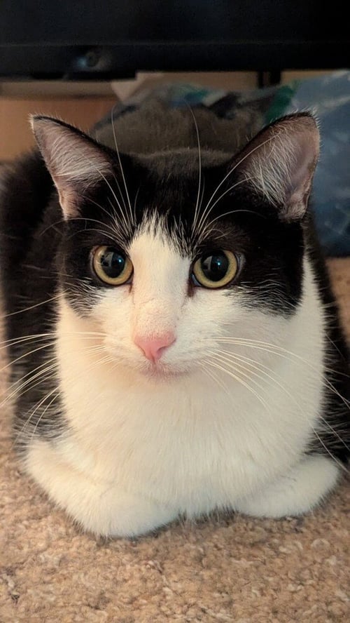 SOPHIE W - Domestic Short Hair / Domestic Short Hair available for adoption