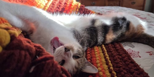 FANCY NANCY - Domestic Short Hair / Calico available for adoption
