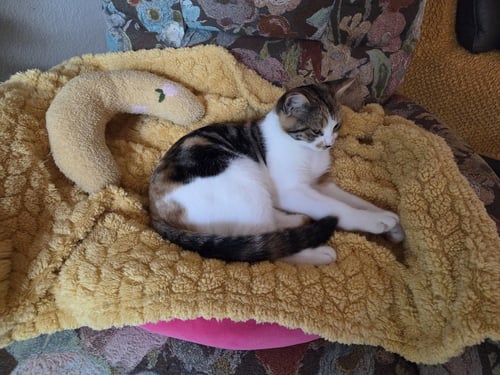 FANCY NANCY - Domestic Short Hair / Calico available for adoption