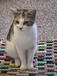 Fancy Nancy - Photo 4