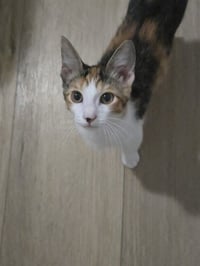 Talia - Photo 3