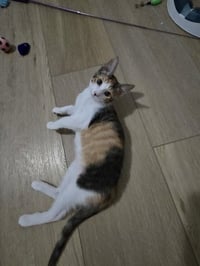 Talia - Photo 2