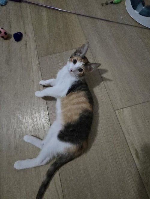 TALIA - Domestic Short Hair / Calico available for adoption