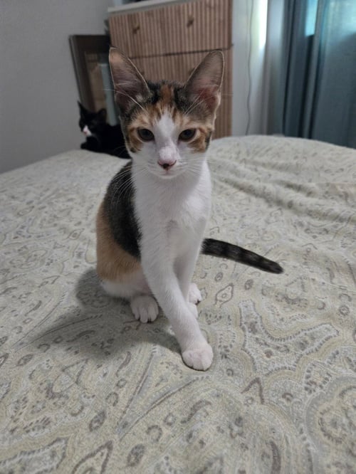 TALIA - Domestic Short Hair / Calico available for adoption