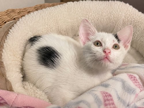 GESSO - Domestic Short Hair / Domestic Short Hair available for adoption