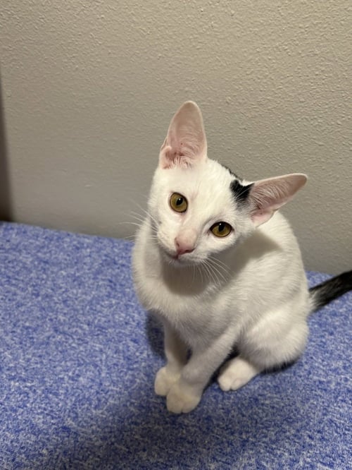GESSO - Domestic Short Hair / Domestic Short Hair available for adoption