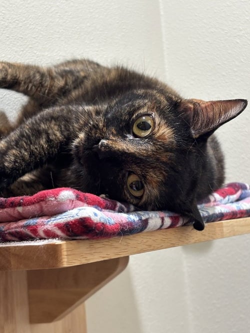 BABY GWORL - Domestic Short Hair / Domestic Short Hair available for adoption