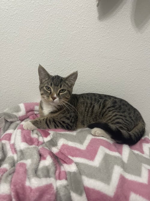 MOUNTAIN DEW BAJA BLAST - Domestic Short Hair / Domestic Short Hair available for adoption
