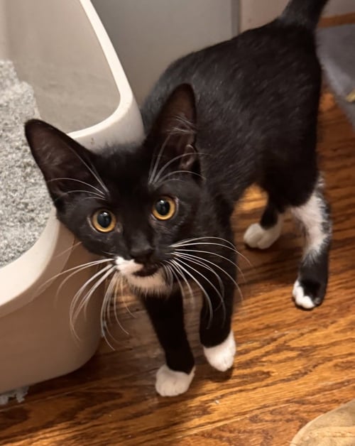 SAWYER BANKS - Domestic Short Hair / Domestic Short Hair available for adoption