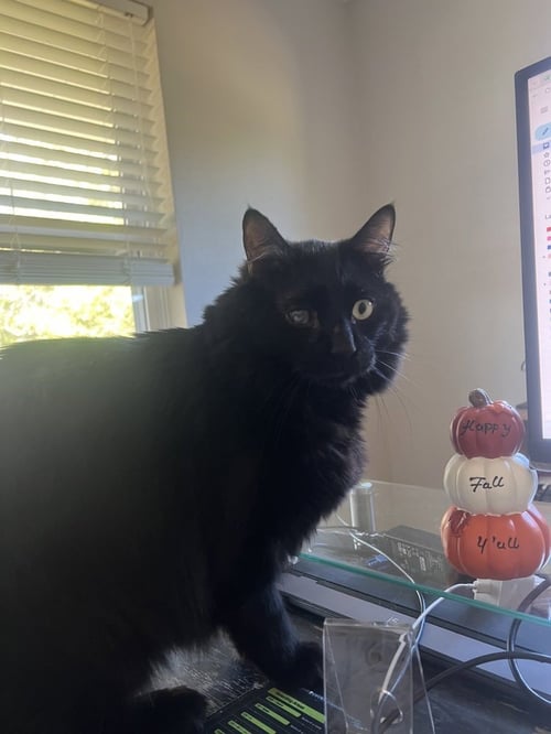 MATEO V - Domestic Long Hair / Domestic Long Hair available for adoption