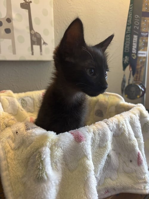 MR. PEANUT N - Domestic Short Hair / Domestic Short Hair available for adoption