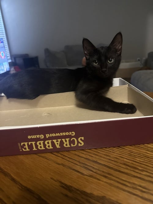 MR. PEANUT - Domestic Short Hair / Domestic Short Hair available for adoption