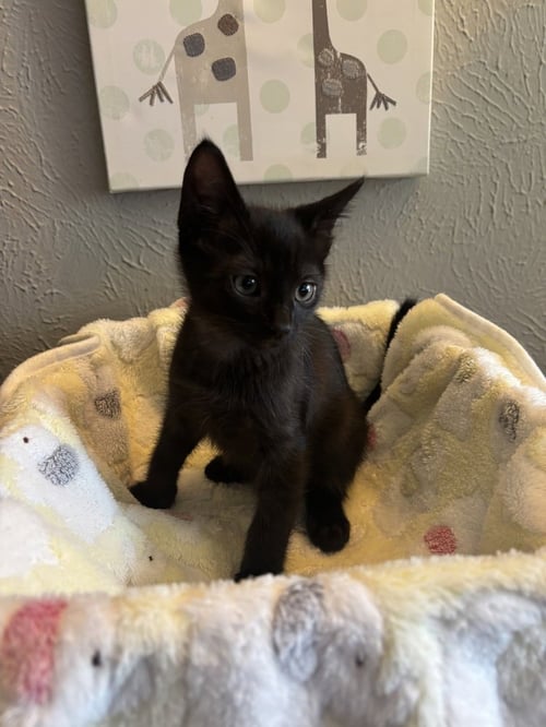MR. PEANUT - Domestic Short Hair / Domestic Short Hair available for adoption