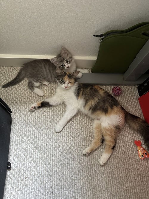 PIAGET - Domestic Long Hair / Calico available for adoption