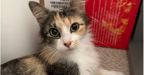 PIAGET - Domestic Long Hair / Calico available for adoption