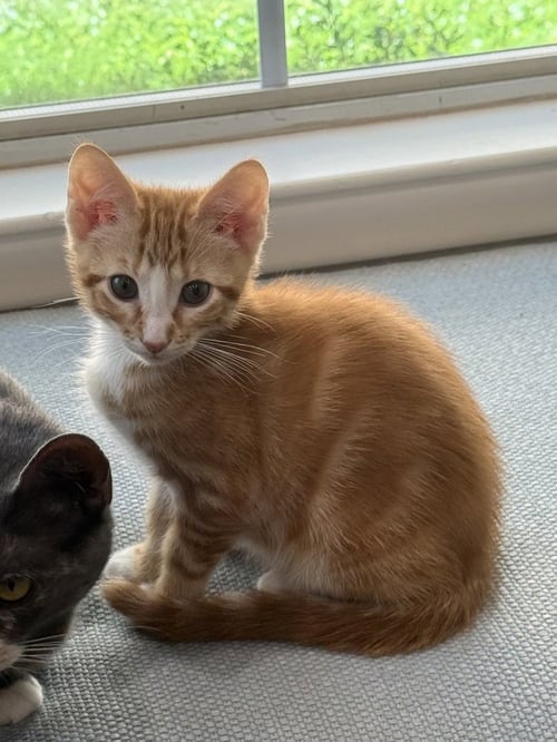 BLAZE CC 5 - Domestic Short Hair / Domestic Short Hair available for adoption