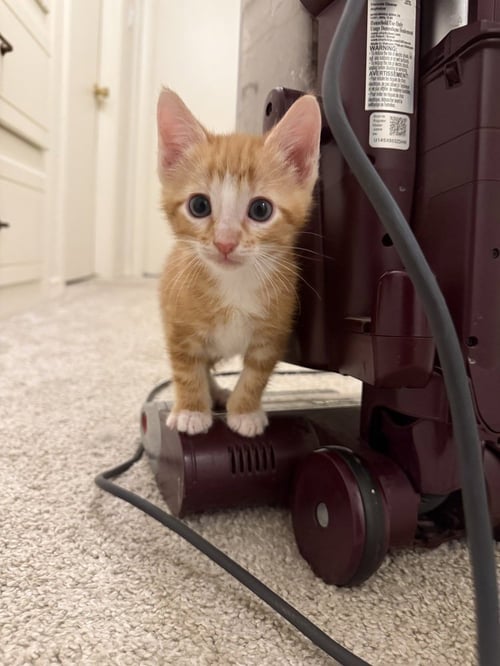 BLAZE CC 5 - Domestic Short Hair / Domestic Short Hair available for adoption