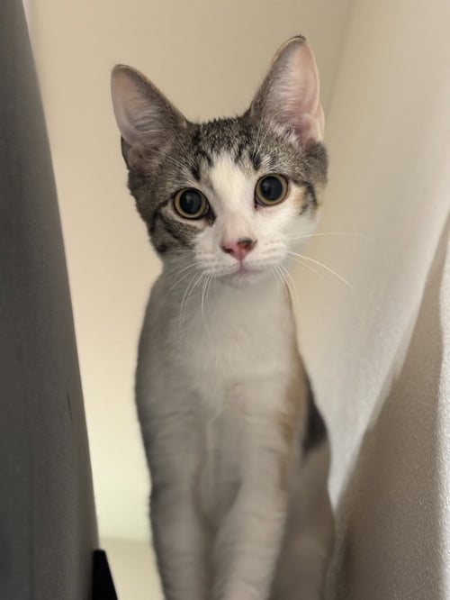 SUNNY SIDE UP - Domestic Short Hair / Domestic Short Hair available for adoption