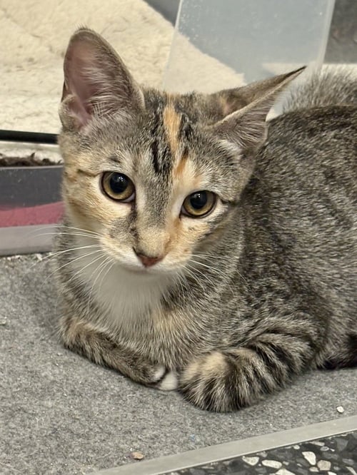 SHIMI - Domestic Short Hair / Domestic Short Hair available for adoption
