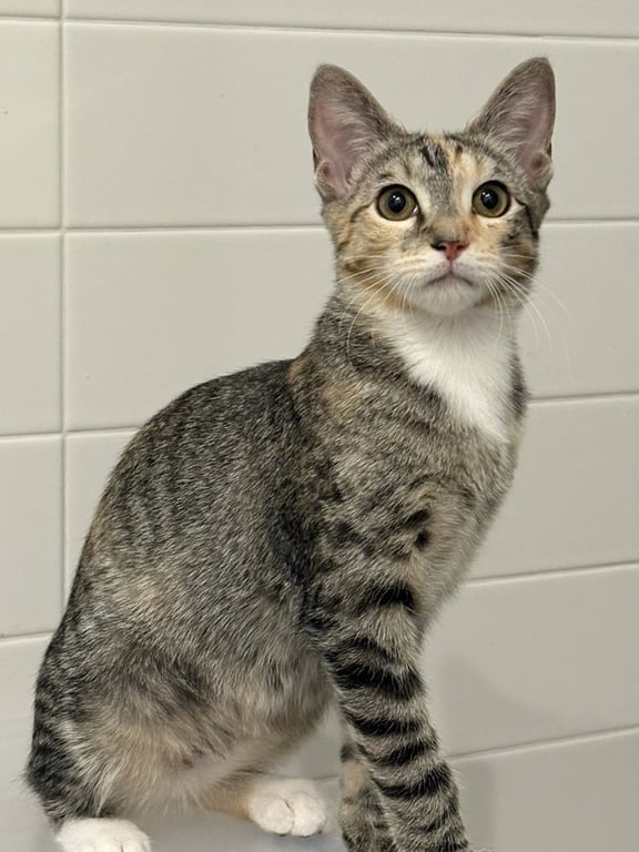 Shimi Image