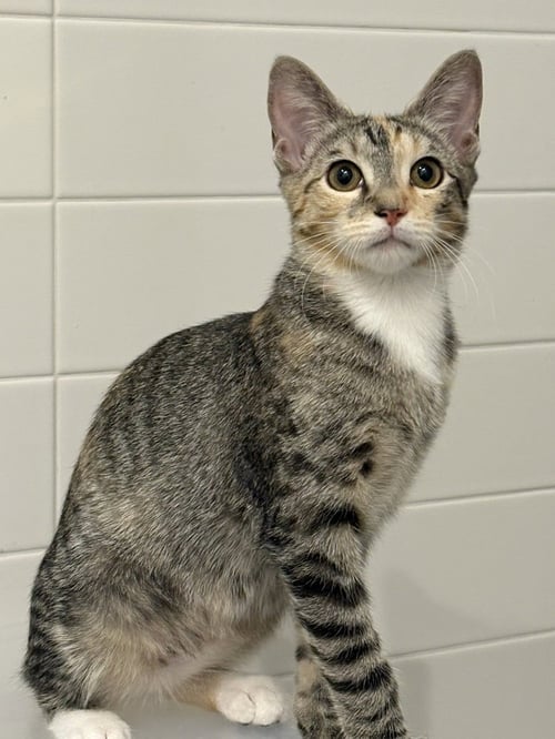 SHIMI - Domestic Short Hair / Domestic Short Hair available for adoption